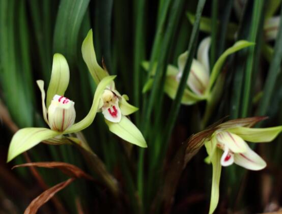 蘭花換盆后怎么澆水，等到第二、三天澆水最為適宜