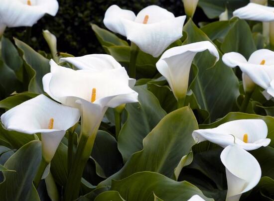 馬蹄蓮的品種有哪些，馬蹄蓮品種圖片大全