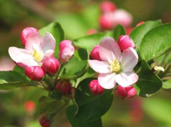 家里為什么不能海棠花，家里養(yǎng)海棠花不吉利