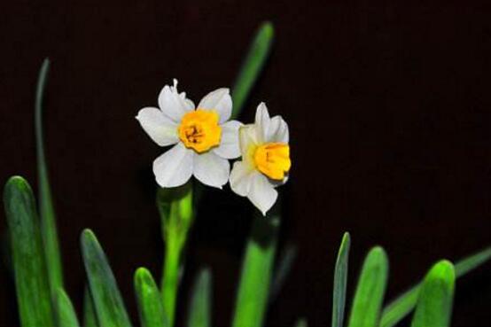 水仙花有幾個(gè)品種，水仙花最好看八大品種