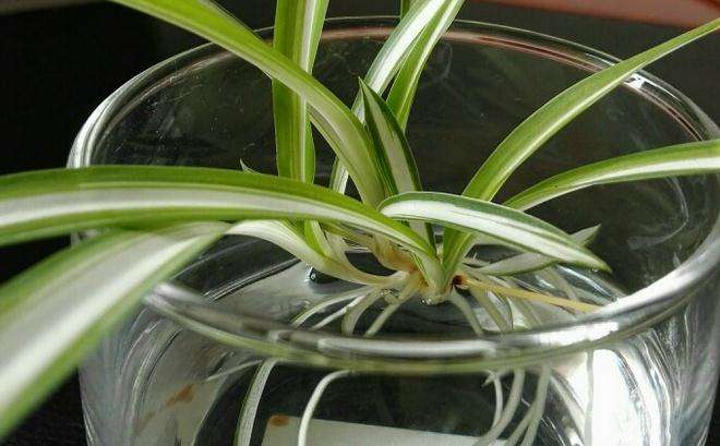 水培吊蘭怎么養(yǎng)才能長得好，這里有方法步驟還有圖解方法