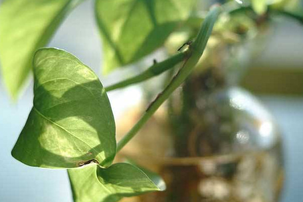 綠蘿葉子發(fā)黑怎么辦，可提高溫度或保證通風