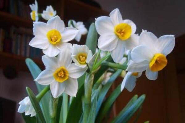 水仙花怎么延長(zhǎng)花期，掌握以下五個(gè)方法