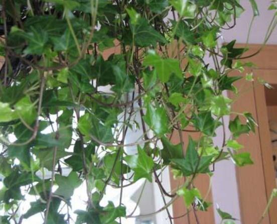 常春藤葉片干枯怎么救，老農(nóng)總結(jié)三種最有效解決辦法