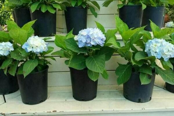 盆栽繡球花蔫了怎么辦，找到原因及時(shí)進(jìn)行補(bǔ)救