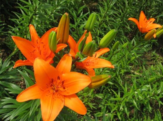 香水百合和百合的區(qū)別，教你三種區(qū)別方法(出生/株型/花語)