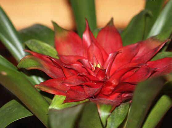 怎么讓鴻運(yùn)當(dāng)頭開(kāi)花，做好四個(gè)基本要點(diǎn)花開(kāi)爆盆