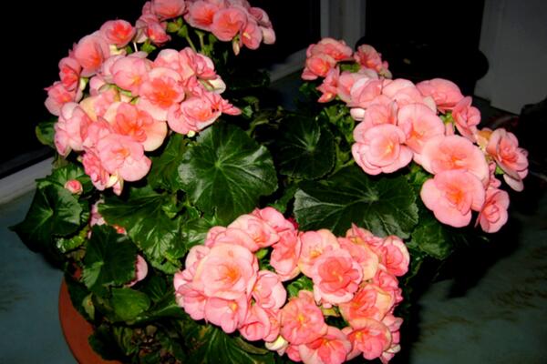 海棠花怎么養(yǎng)家庭養(yǎng)法，光照以及通風(fēng)非常關(guān)鍵