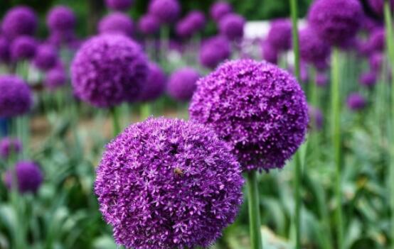 繡球不開花的原因，教你三種原因以及解決辦法