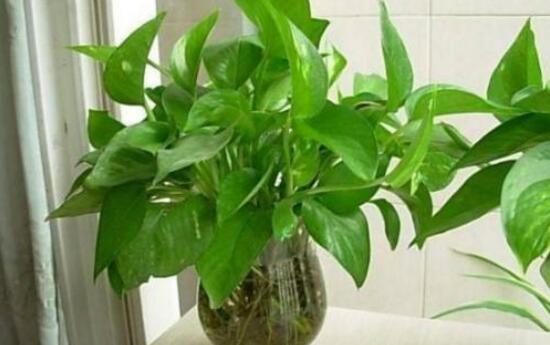 綠蘿澆啤酒好嗎，綠蘿多久澆一次啤酒