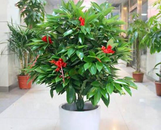 平安樹發(fā)黃脫落怎么辦，平安樹養(yǎng)殖方法與技巧