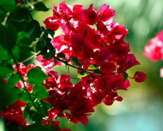 三角梅如何控水，做到不干不澆、澆則澆透原則