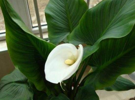 馬蹄蓮葉子發(fā)黃怎么辦，五個(gè)步驟讓它重新恢復(fù)生機(jī)