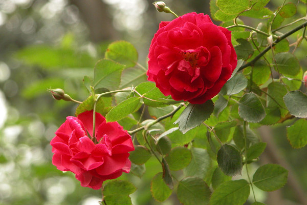 藤本月季和灌木月季的區(qū)別，樹高/花型/葉片等不同