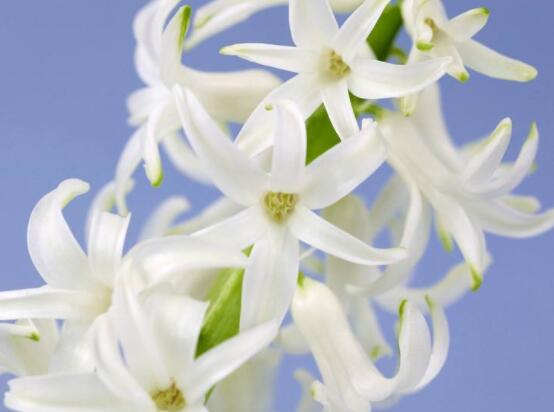 家里養(yǎng)風(fēng)信子好嗎，好/美化家居環(huán)境、凈化空氣