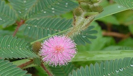 含羞草蔫了怎么辦，教你三種最直觀有效解決方法