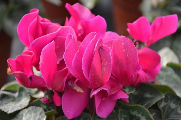 仙客來(lái)開(kāi)花后怎么處理，仙客來(lái)花后養(yǎng)護(hù)方法