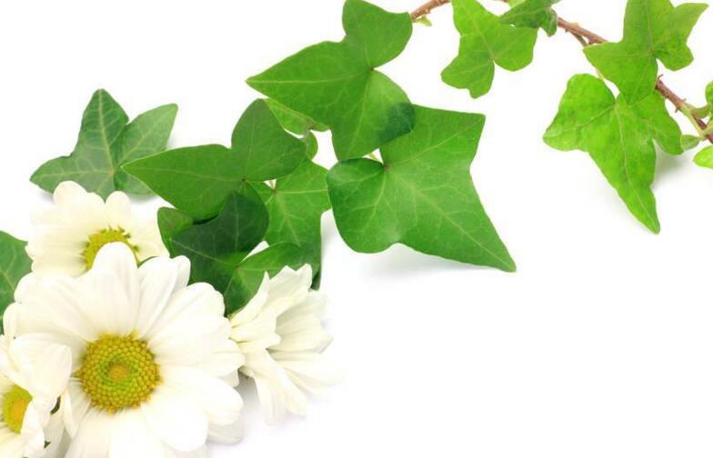 常春藤葉片發(fā)黑怎么辦，可能是得了灰霉病