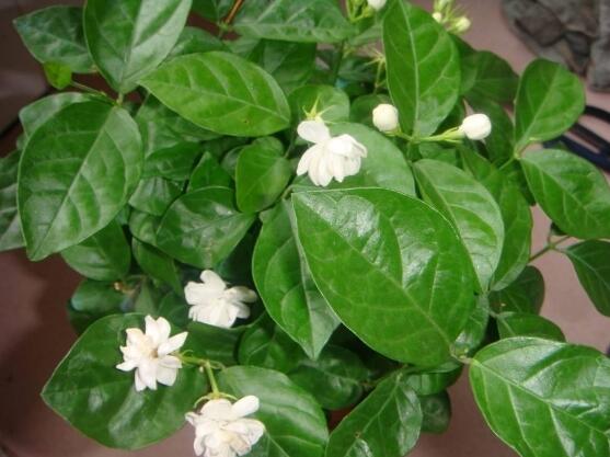 茉莉花葉子發(fā)黃怎么辦，茉莉花葉子發(fā)黃解決辦法