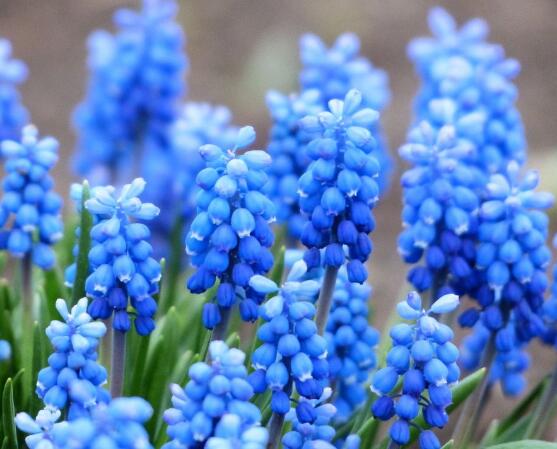 風(fēng)信子夏季怎么處理，養(yǎng)護(hù)球莖/置于陰涼通風(fēng)位置