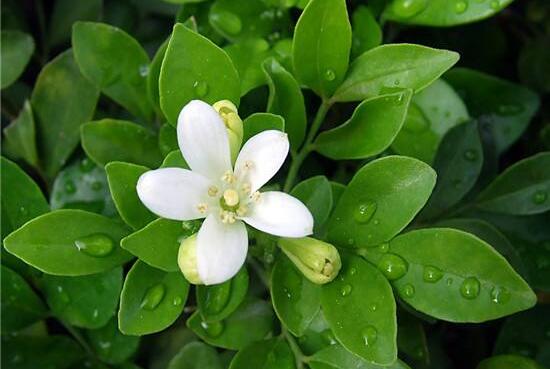 九里香的風(fēng)水作用，九里香的功效與作用