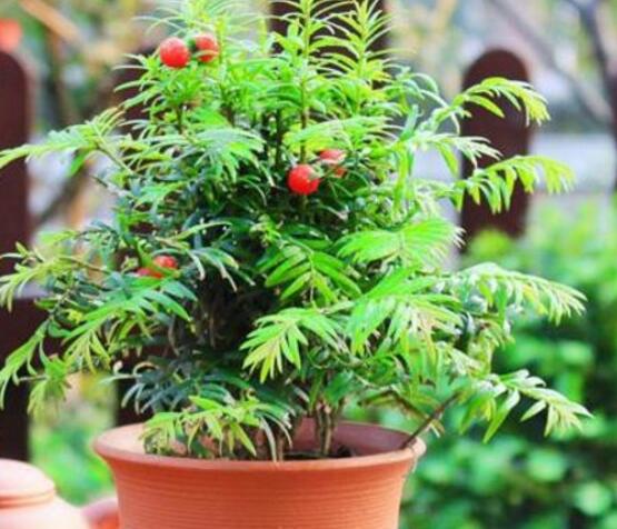 紅豆杉盆景怎么修剪，遵循兩點(diǎn)原則掌握六點(diǎn)方法