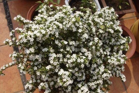 六月雪怎么澆水，六月雪澆水方法