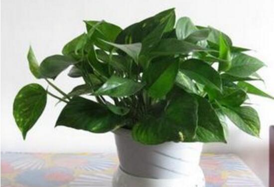 綠蘿有毒嗎，綠蘿可以放在臥室嗎/有毒別放臥室