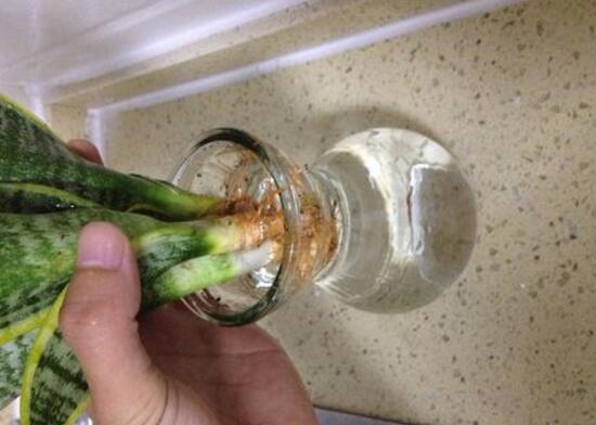 虎皮蘭可以水培嗎，虎皮蘭水培生根方法