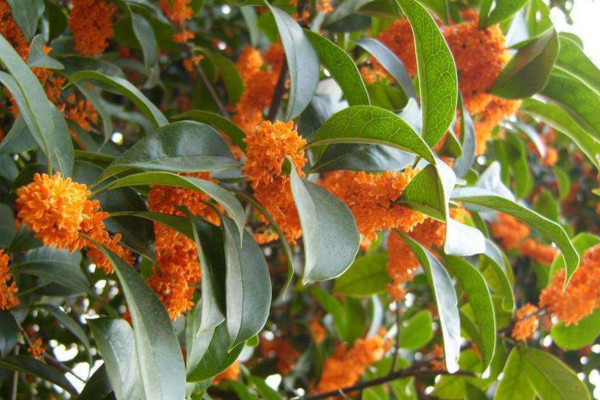 桂花樹怎么養(yǎng)才長得好，每天要保證6~8小時(shí)光照