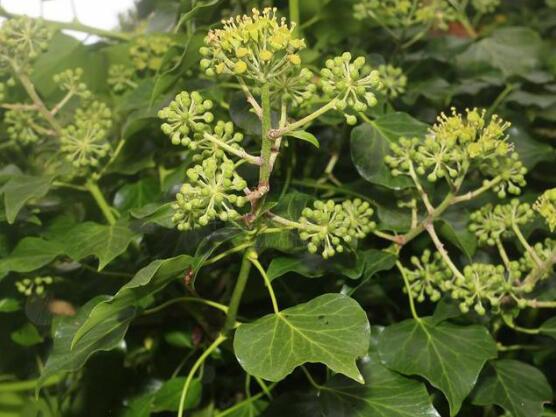 小葉常春藤的養(yǎng)殖方法，教你八個簡單易學基本方法