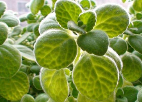 碰碰香冬天養(yǎng)殖方法，注意做好保溫保暖/減少澆水施肥