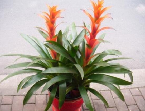 鴻運當頭什么時候開花，鴻運當頭一年開幾次花