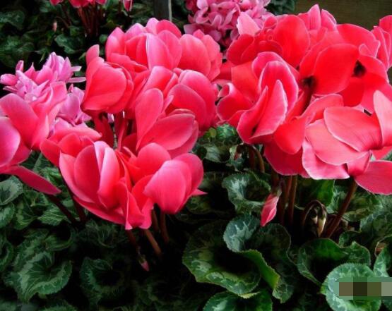 仙客來(lái)的花期是什么時(shí)候，每年冬季含苞盛放(12月至5月)