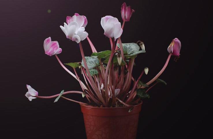 夏季仙客來葉子發(fā)黃，總結(jié)7種葉子發(fā)黃原因