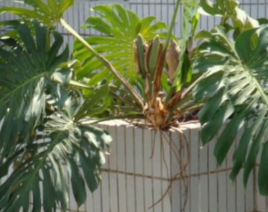 龜背竹的功效與作用，龜背竹五大功效與作用