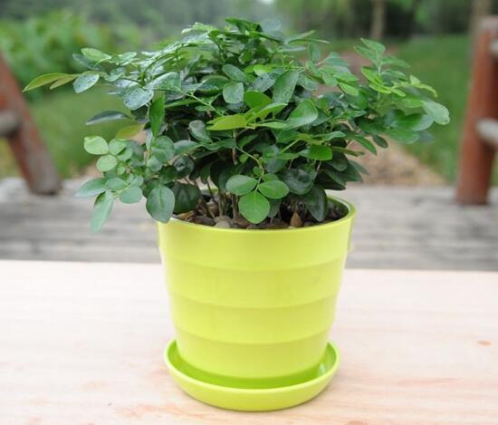 九里香怎么養(yǎng)，九里香的養(yǎng)殖方法