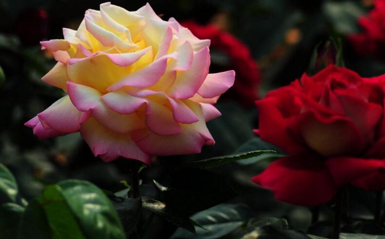 玫瑰和月季的區(qū)別，介紹六種不同區(qū)別方法