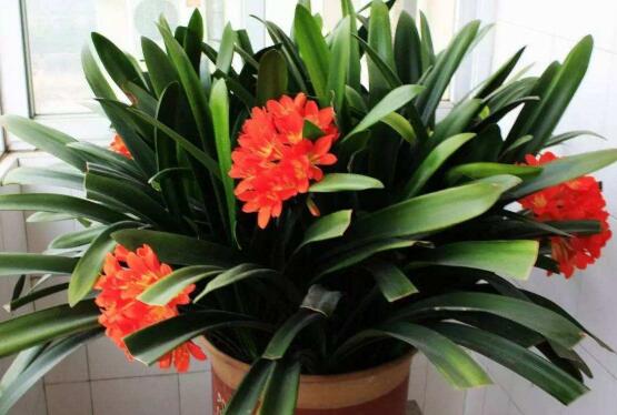 君子蘭的根太多怎么辦，教你兩種解決方法(開(kāi)花前后期)