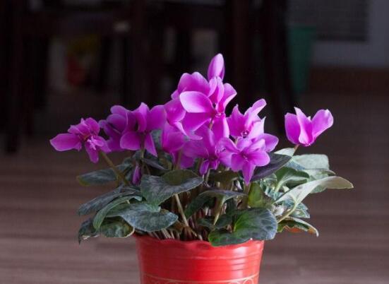 仙客來夏季的養(yǎng)殖方法和注意事項，只需注意五個要點(安然度夏)