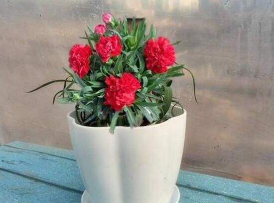 盆栽康乃馨怎么澆水，康乃馨多久澆一次水
