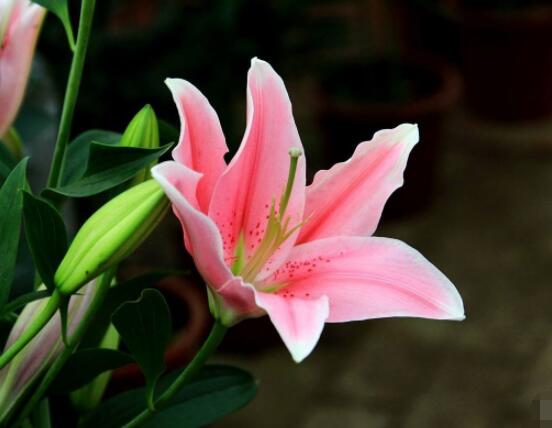 百合花插花瓶怎么養(yǎng)，教你六種基本步驟花開滿瓶