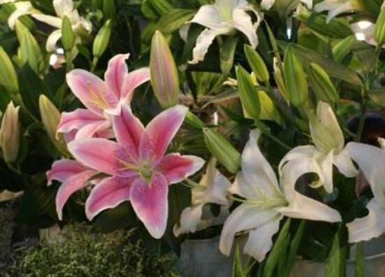 香水百合種植方法，教你四個簡單要點存活率百分百