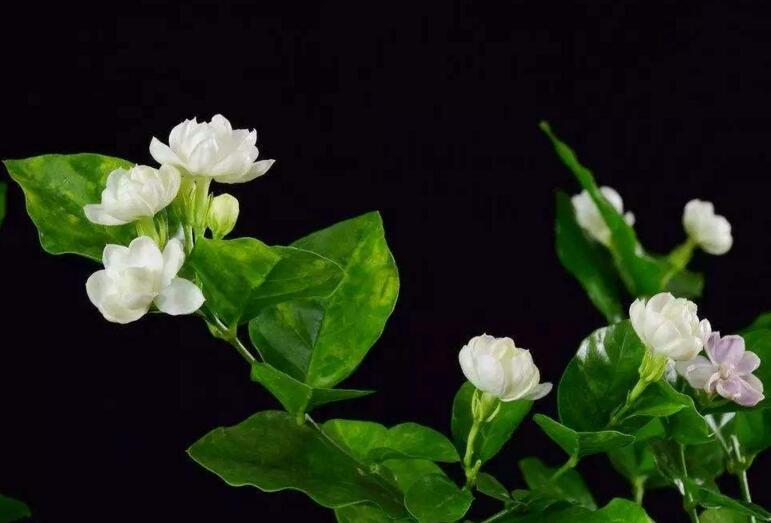 茉莉花開花后怎么辦，要及時修剪和施肥等3個方面的養(yǎng)護