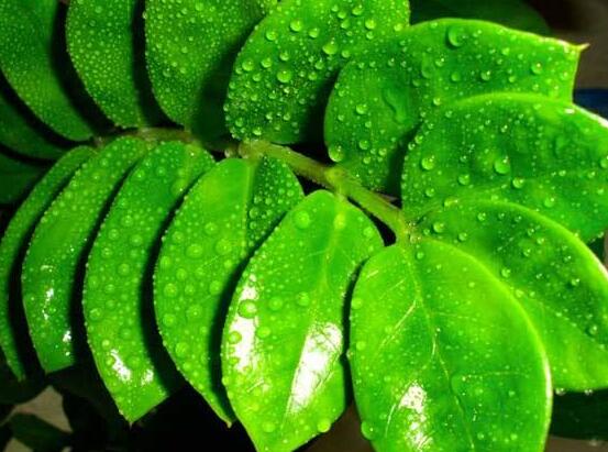 金錢樹(shù)的管理方法，教你五個(gè)最佳管理方法