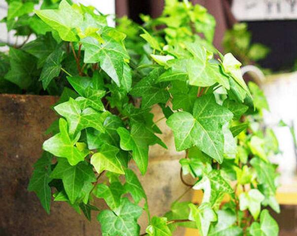 常春藤怎么水培，勤換水并且第一次要澆透營養(yǎng)液