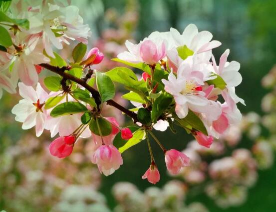 海棠花怎么施肥，海棠花施復(fù)合肥最好