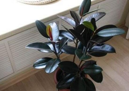 橡皮樹用什么肥料好，橡皮樹怎么養(yǎng)長得快