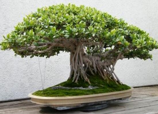 榕樹盆景怎么翻盆，榕樹換盆注意事項