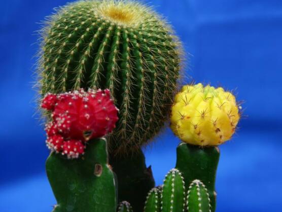 仙人球防輻射嗎，不能/只能防太陽紫外線(光學(xué)輻射)